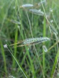Image result for Dichanthium sericeum