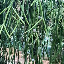 Image result for Rhipsalis baccifera