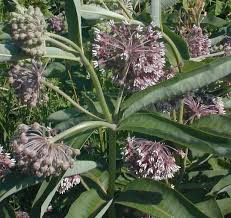 The invasiveness of any plant depends on the characteristics of the species and where it is planted. Common Milkweed Asclepias Syriaca