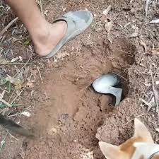 This is the car I bought after it had been soaked in mud and water for a  long time. It took me a week to clean it (Part 2) 📦 🐣 🌗