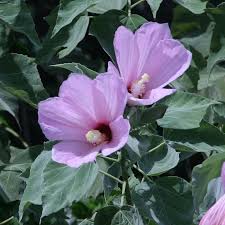 Image result for Commicarpus grandiflorus