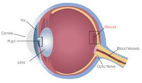 Learn About Eye Diseases Macular Degeneration Eyeglass World
