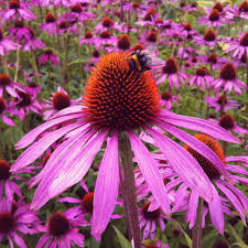 Rod Solhat Echinacea Purpurea Echinacea Flower Essences