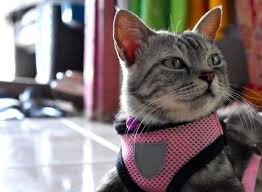 The cat (felis catus) is a domestic species of small carnivorous mammal. 8 Best Cat Harnesses For Walking Your Cat Tuxedo Cat