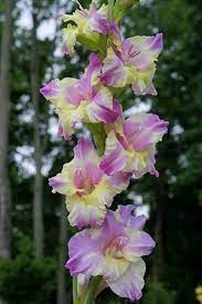 Gladiolus Lilac And Chartreuse Summer Flowers To Plant Gladiolus Gladiolus Flower
