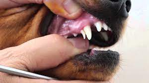 Help Your Dog Calm Down During Fireworks And Storms The Pet Hospitals