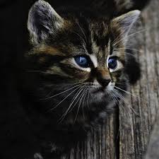 You can sort these japanese cat names by gender and you can view their full meanings by clicking on the name. Japanese Names For Female Cats