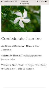 Maybe you would like to learn more about one of these? Pin By Rachel Saunier On Plants Safe For Cats Trachelospermum Jasminoides Confederate Jasmine Star Jasmine