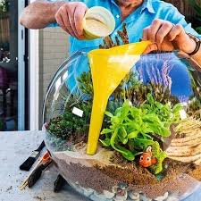 Que necesitas para crear un terrario: Ideas En Un 2 X 3 Como Hacer Un Terrario En Una Pecera