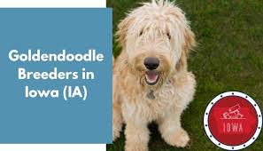 In our opinion, is the best cross in the bernedoodle due to having the least chance of inheriting a congenital health defect because of its extended gene pool. 31 Goldendoodle Breeders In Iowa Ia Goldendoodle Puppies For Sale Animalfate