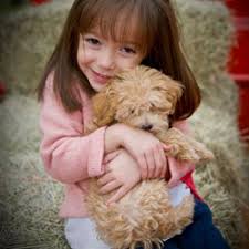 We specialize in exotic tiny puppies such as the maltese, maltipoo, and other exotic hybrid types. Designer Puppies Morkies Maltipoos Red Maltipoos And More