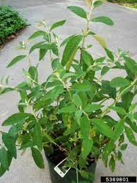 Maybe you would like to learn more about one of these? Troubleshooting Butterfly Bush Diseases How To Treat Common Buddleia Diseases Butterfly Bush Shade Plants Shade Perennials