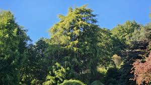 Image result for Marsilea macrocarpa