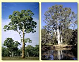 Image result for Eucalyptus camaldulensis
