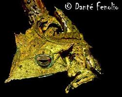 Image result for Hemiphractus bubalus