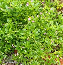 Image result for Talinum tenuissimum