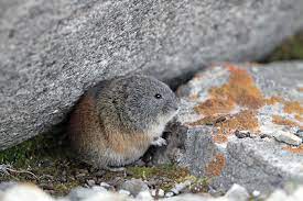 They have short, stocky bodies with short legs. Rain On The Lemming Parade Nature Climate Change