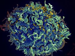 Pin On Disease