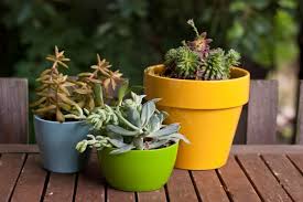 Le piante grasse pendenti, sono piante ornamentali, collocate in cesti e panieri che vengono sospesi su mensole e ripiani, o fissati con sostegni al soffitto, cosi da le piante grasse pendenti, si prestano ad abbellire ambienti diversi, esterni ed interni, come terrazze, giardini, e interni di ogni tipo. Le Piante Grasse Da Appartamento Piante Appartamento Caratteristiche E Differenze Delle Piante Grasse Da Appartamento