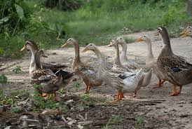 Duckduckgoog lets you use duckduckgo for bang queries and google for everything else, so you get the best of both worlds. Is A Duck Army Coming For Pakistan S Locusts Not So Fast Smart News Smithsonian Magazine