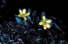 Image result for Ranunculus oreophytus