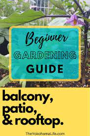 How To Start Your Own Balcony Patio Or Rooftop Garden In A City Gardening For Beginners Rooftop Garden Gardening Tips