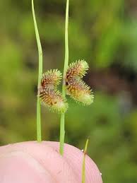 Image result for Lipocarpha