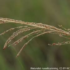 Image result for Sporobolus natalensis