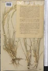 Image result for Centropodia