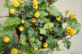 Image result for Spilanthes costata