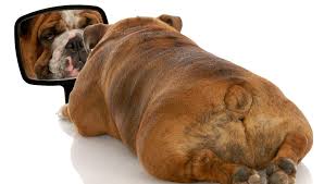 Welcome to the official fat dog mendoza channel! How To Motivate An Overweight Dog Top Dog Tips