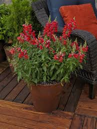 Maybe you would like to learn more about one of these? Sarah Browning Snapdragons Easy To Grow Colorful Home Garden Journalstar Com