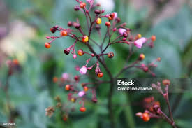 Image result for Talinum fruticosum