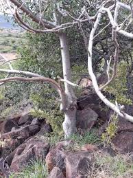 Image result for Gyrocarpus