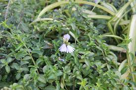 Image result for Sclerochiton hirsutus