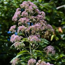 Image result for Thesium pygmaeum