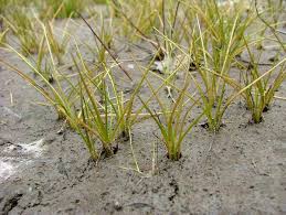 Image result for Isoetaceae