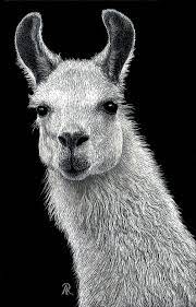 White Llama By Ann Ranlett In 2021 Llama Pictures Scratchboard Drawings Scratchboard
