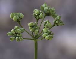 Image result for Pimpinella afra