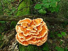 Chicken of the woods mushroom is a member of the laetiporus genus and 3 most common wild edible species are: Schwefelporlinge Wikipedia