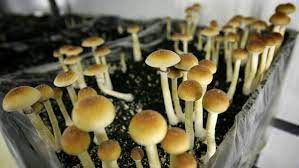 Police Seize 750k Worth Of Magic Mushrooms Shut Down Illicit Website Ctv News