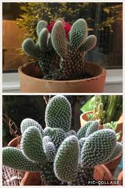 Here is information and advice about how to care for this cacti. My Bunny Ear Cactus Is So Much Happier Since I Ve Moved It Outside Succulents