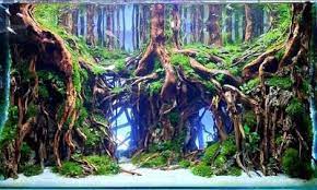 Aquascape Forest Aquarium Landscape Aquascape Aquascape Design