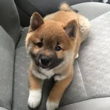 Black And Tan Teacup Shiba Inu Puppy Instapets On Instagram Doggy Dog Cute Adorable Precious Nature Animal Animals Puppy Puppies Pup Pet Cute Puppies Cute Animals Cute Little Animals