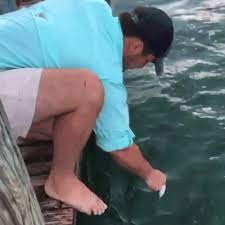 Unsuccessfully Fed The Fish Gif Fish Gif Shimano Fishing Fishing Tackle Shop