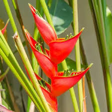 Image result for Dicliptera hensii