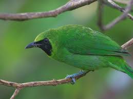 Banyak sekali penghobi burung yang berniat menangkarkan cucak ijo atau cucak hijau. 5 Makanan Burung Cucak Ijo Berkualitas Suara Gacor Maksimal Pintarpet