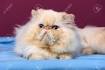 Persian Cat Coat Patterns and Colors - Pet Central by Chewy