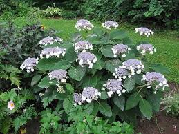 Image result for Striga aspera