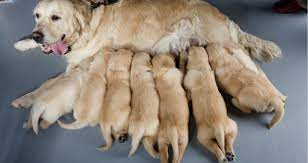 Is It Safe To Use Flea Treatments On A Nursing Dog Petcoach